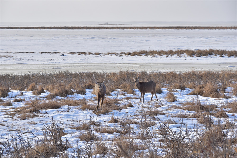 北海道エゾ鹿