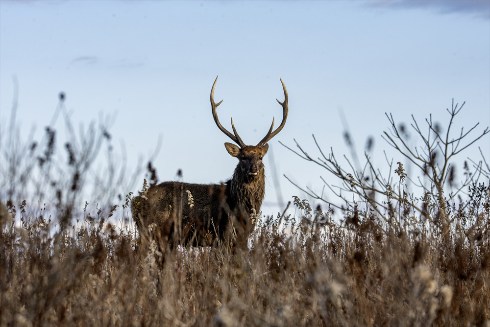 北海道エゾ鹿