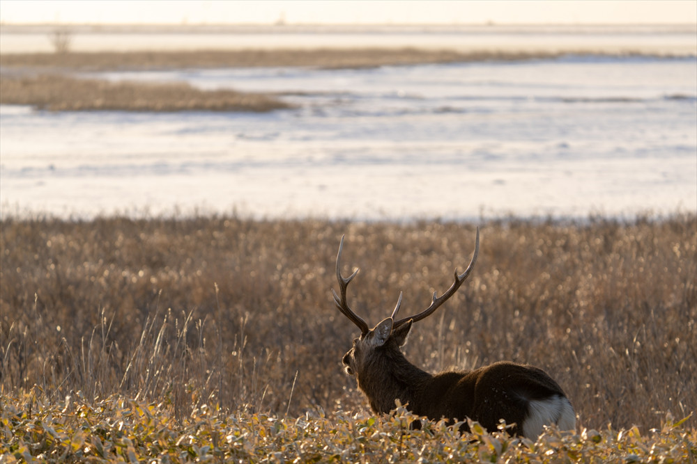北海道エゾ鹿