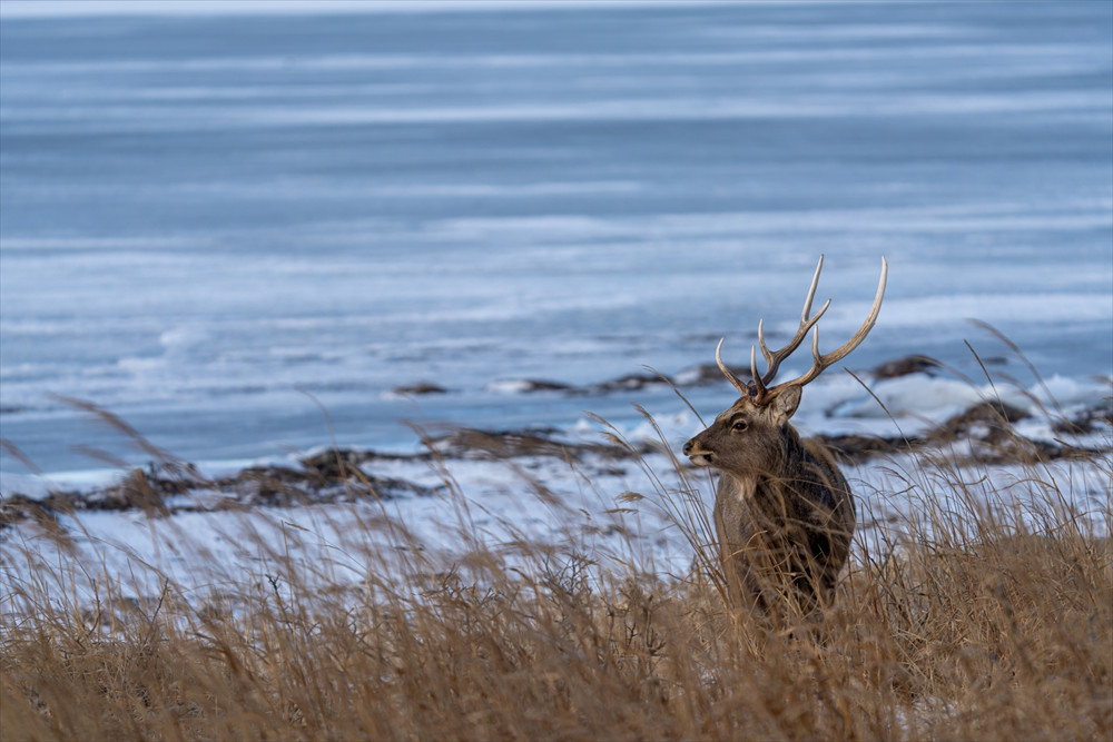 北海道エゾ鹿