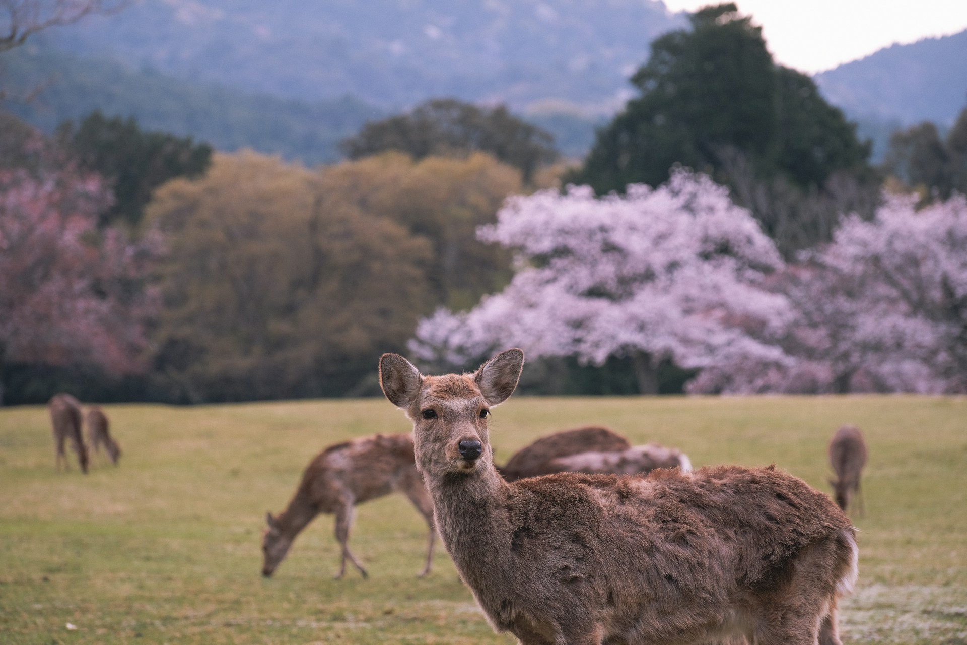 奈良の鹿